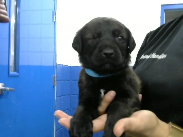 A baby small-sized female German Shepherd Dog dog named Robin for adoption in Albuquerque, NM