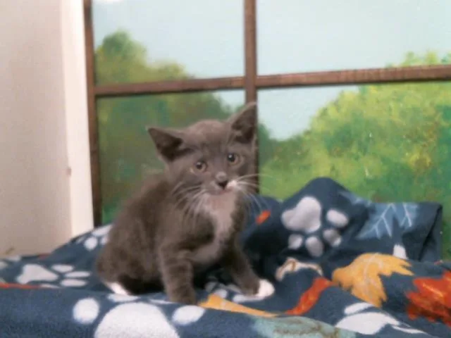 A baby small-sized male Domestic Short Hair cat named Orion for adoption in Houston, TX