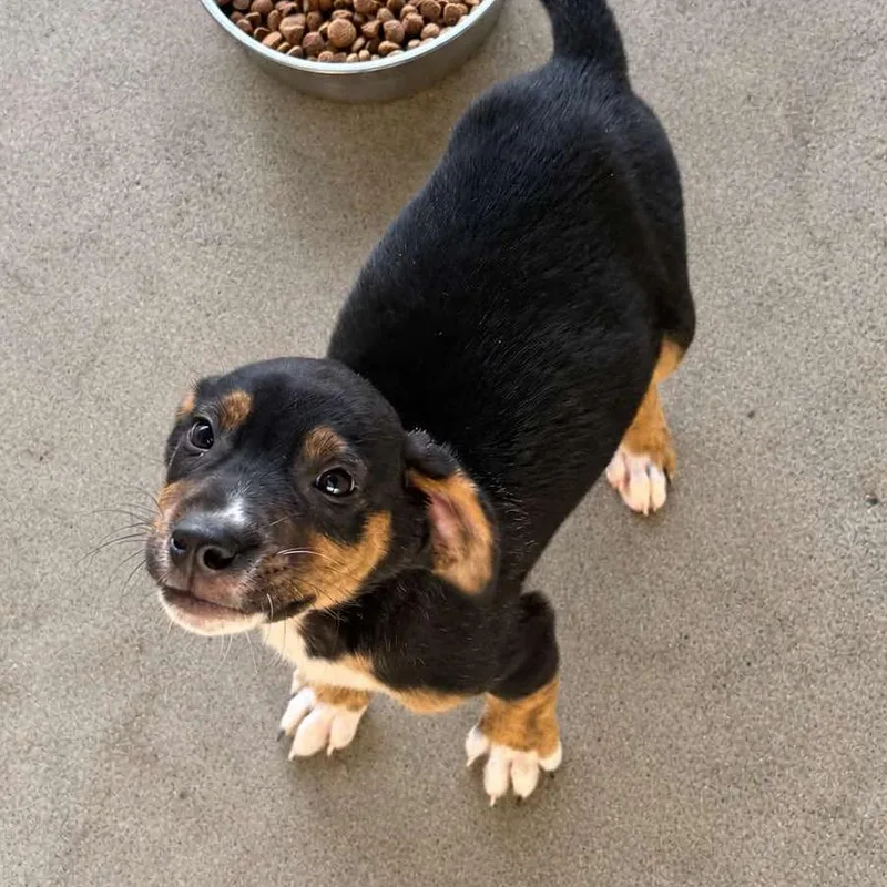 A baby small-sized male Mixed Breed dog named Chocolate Chip for adoption in Westhampton, NY