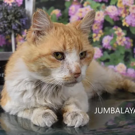 Jumbalaya thumbnail 3