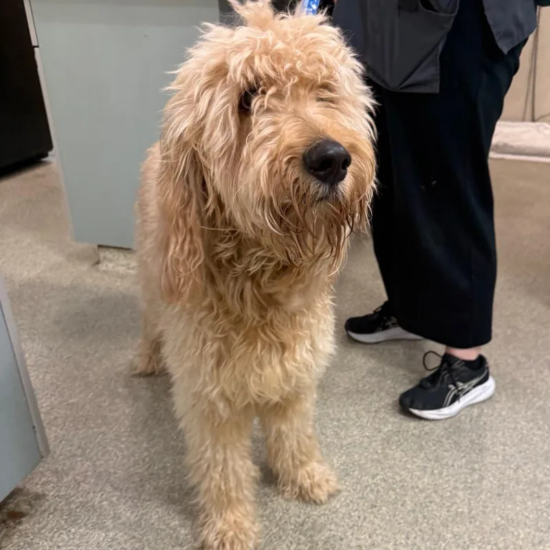 An adult large-sized male Mixed Breed dog named Einstein for adoption in Jacksonville, FL