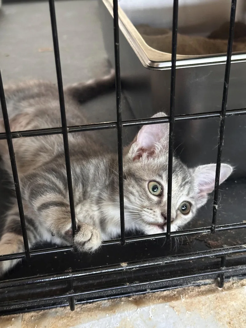 A young medium-sized female Domestic Short Hair cat named Seham for adoption in Locust Grove, VA