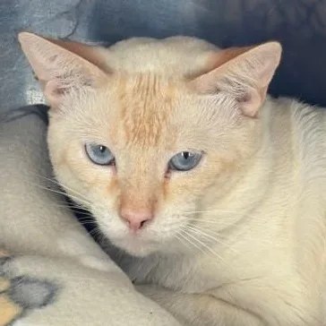 A young large-sized male White Domestic Short Hair cat named Rangoon for adoption in Fernandina Beach, FL