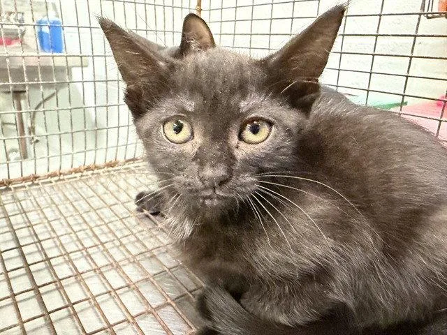 A baby small-sized female Black Domestic Short Hair cat named Marie for adoption in Tavares, FL