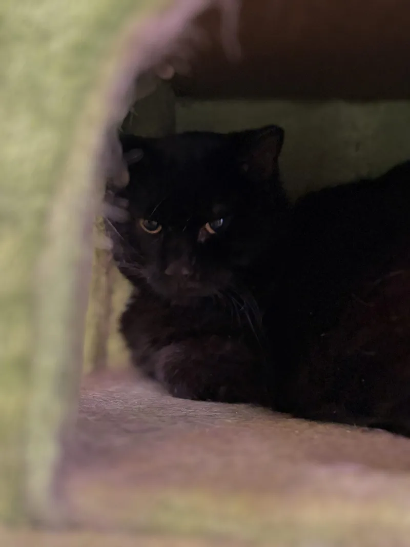 A senior large-sized male Black Domestic Short Hair cat named Spanky DeLane for adoption in Tipp City, OH