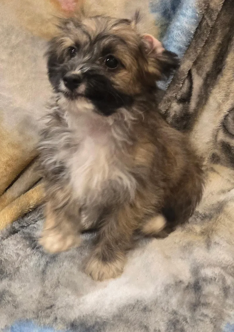 A baby small-sized male Yorkshire Terrier dog named Fig for adoption in Lucerne Valley, CA