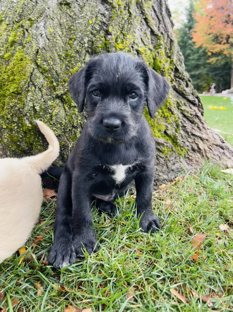A baby large-sized male Standard Poodle dog named Southern Accents for adoption in Winter, WI