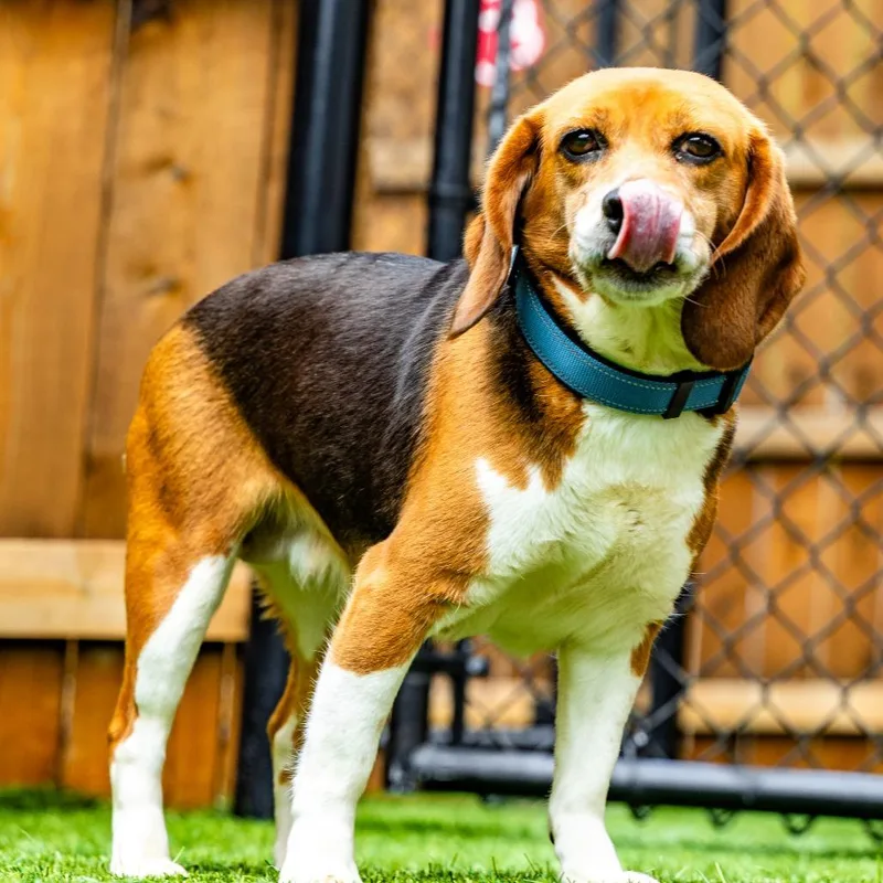 An adult small-sized female Black Beagle dog named Lucy for adoption in Naperville, IL