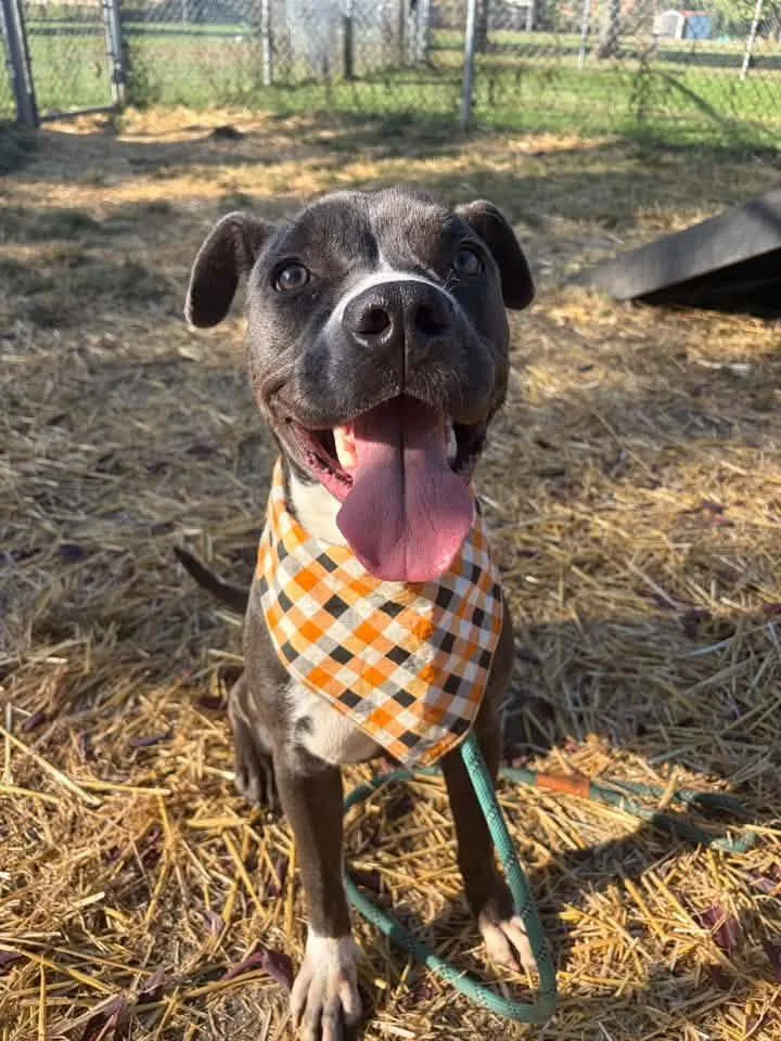 An adult medium-sized female Gray / Blue / Silver Pit Bull Terrier dog named Moriah for adoption in Chicago, IL