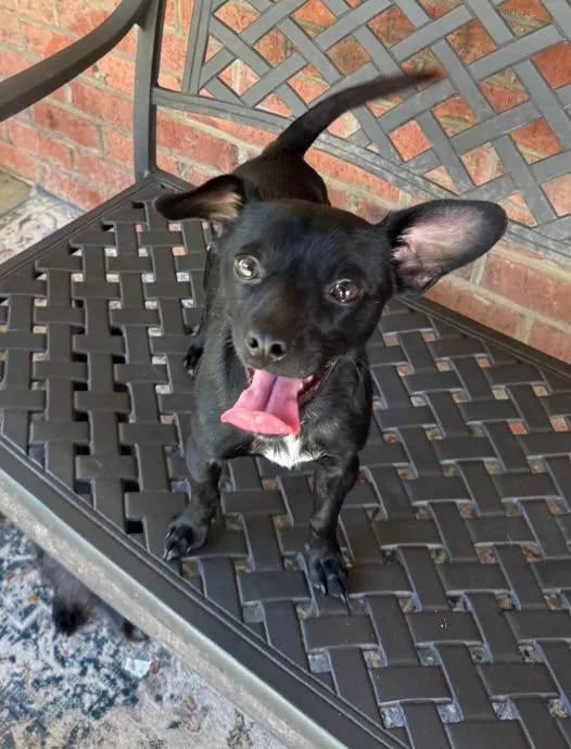 A young small-sized male Chihuahua dog named Fenway for adoption in Matthews, NC