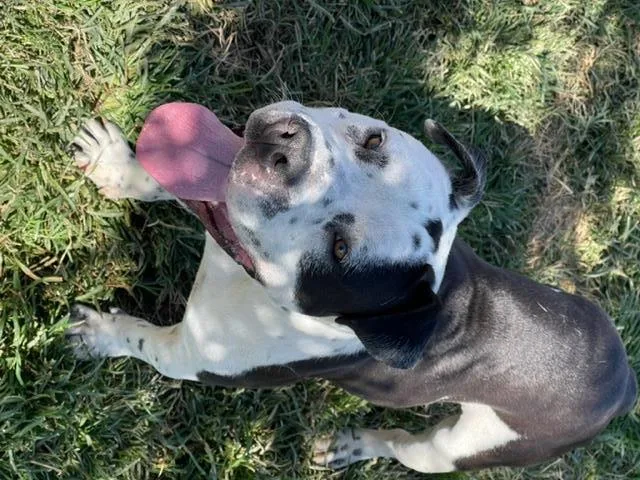 An adult large-sized male Staffordshire Bull Terrier dog named Chubbs for adoption in Modesto, CA