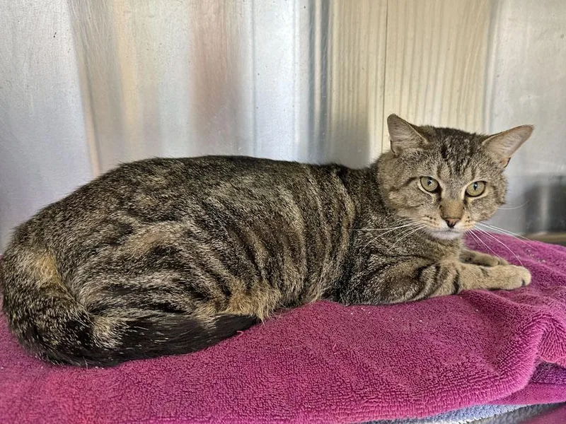 An adult medium-sized male Tabby (Brown / Chocolate) Domestic Short Hair cat named Marco for adoption in East Falmouth, MA