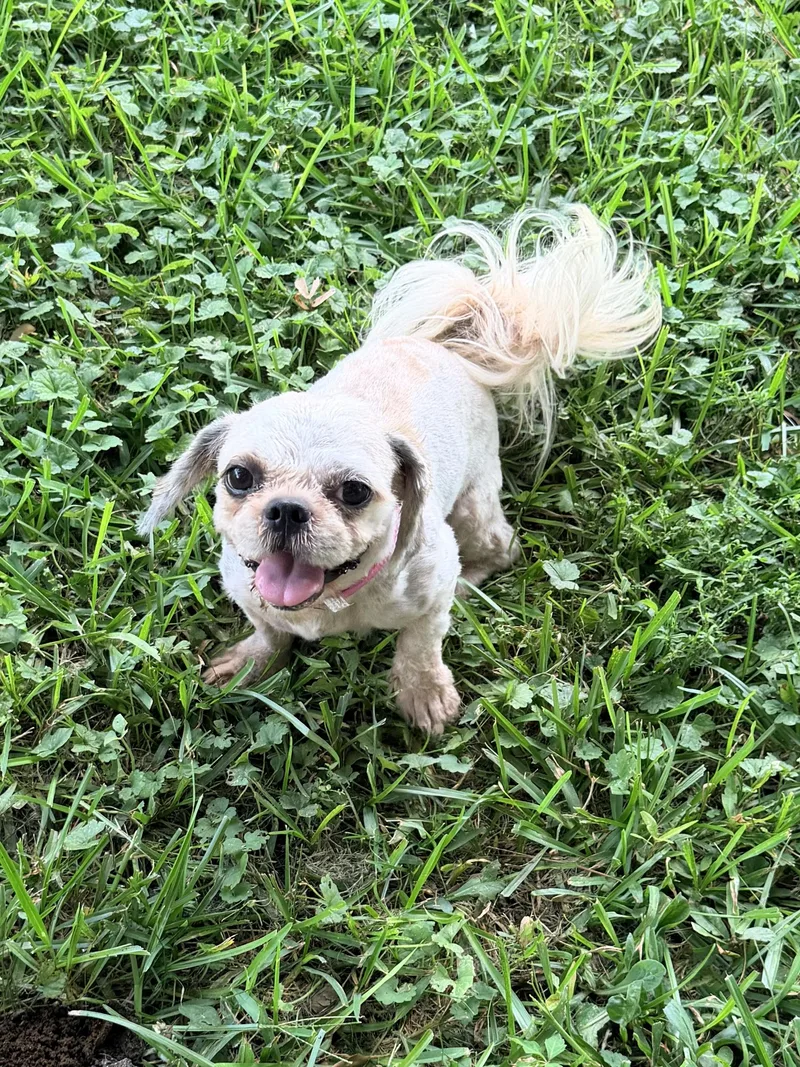 An adult small-sized female Apricot / Beige Shih Tzu dog named Maui for adoption in Baker, LA