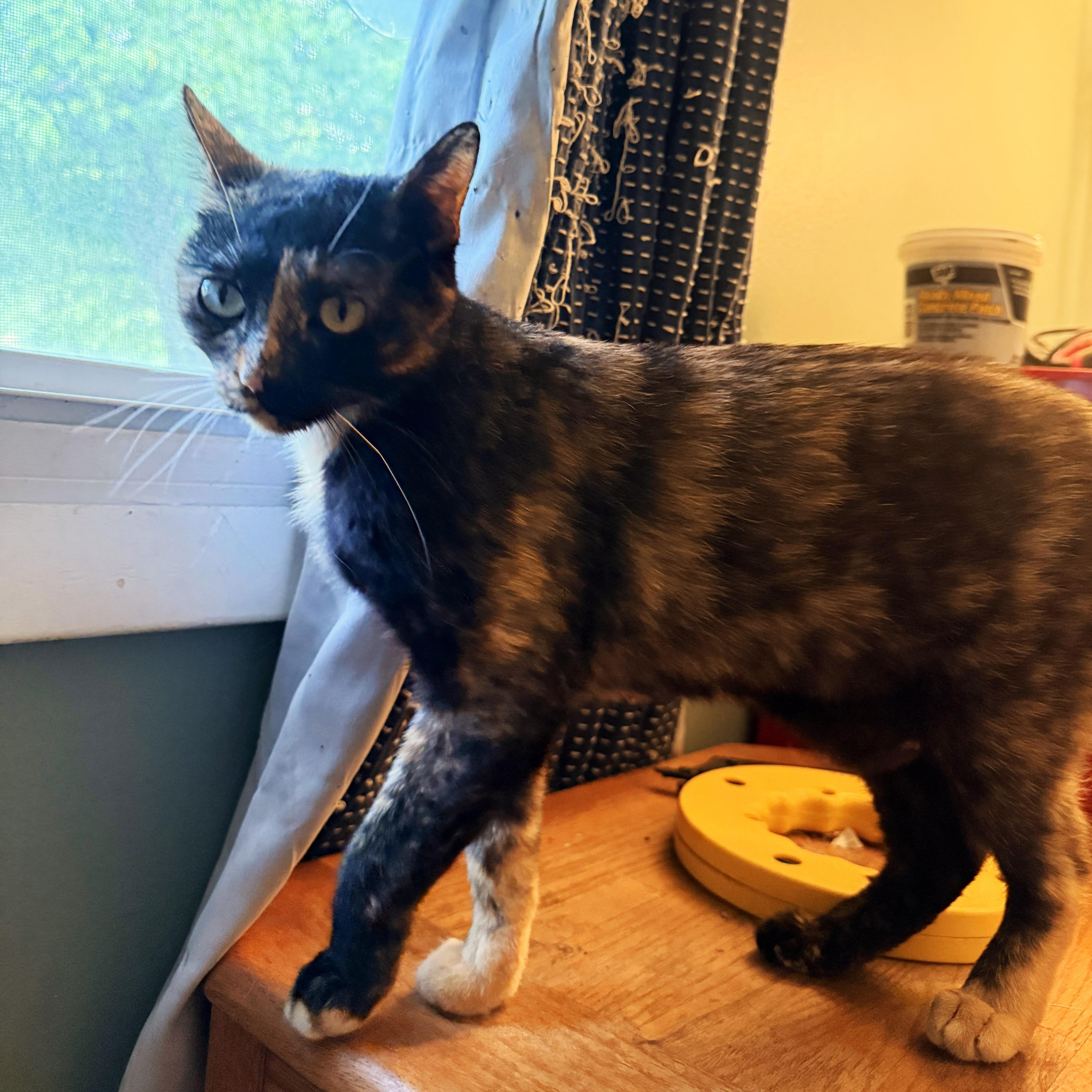 A young medium-sized female Tortoiseshell cat named Pella for adoption in Lombard, IL