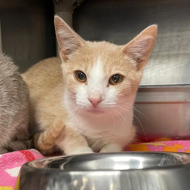 A young medium-sized male Domestic Short Hair cat named Antinous for adoption in Roanoke, VA