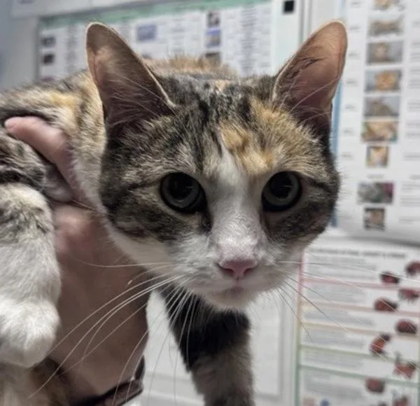 An adult medium-sized female Domestic Short Hair cat named Cali for adoption in Escondido, CA
