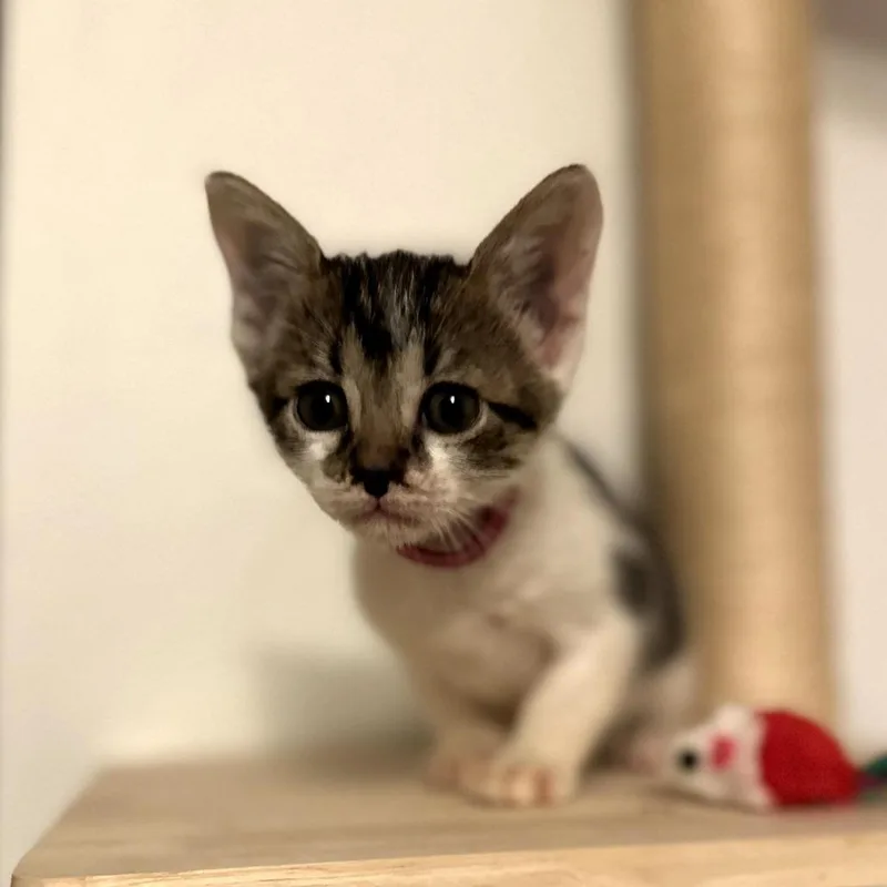 A baby small-sized female Brown / Chocolate Domestic Short Hair cat named Bramble for adoption in Houston, TX