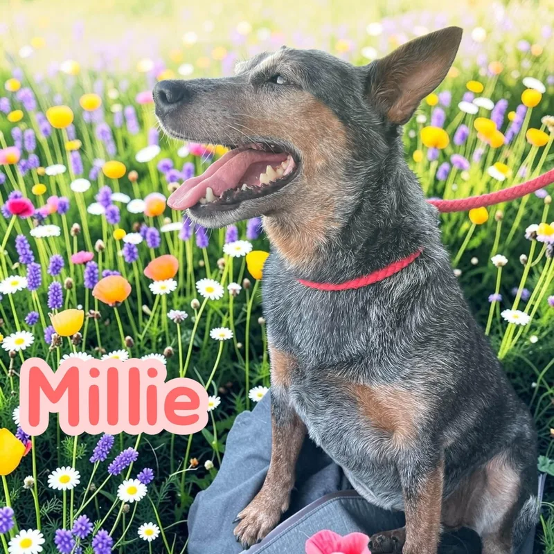 An adult medium-sized female Australian Cattle Dog / Blue Heeler dog named Millie lb miniheeler for adoption in Chuckey, TN