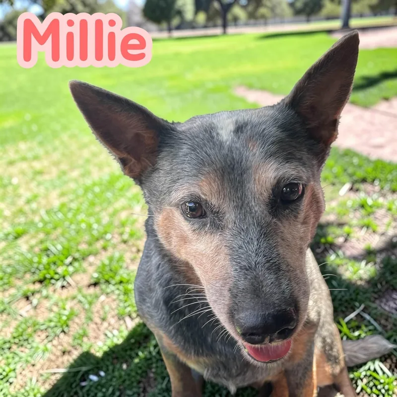 Millie  lb miniheeler thumbnail 2