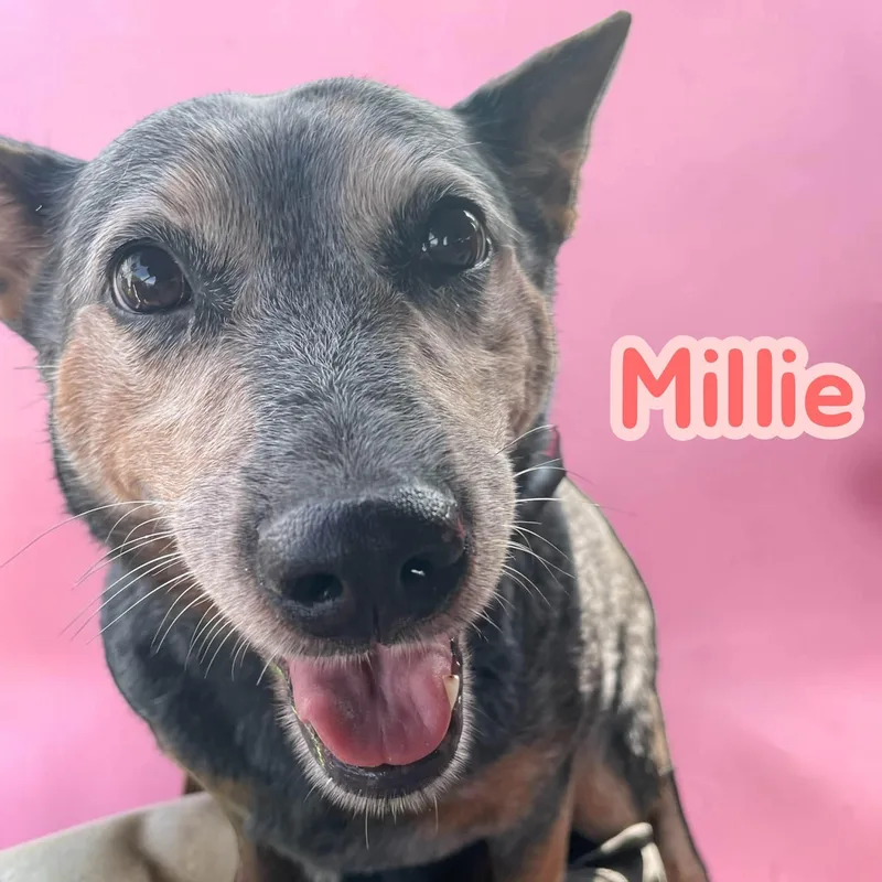 Millie  lb miniheeler thumbnail 3