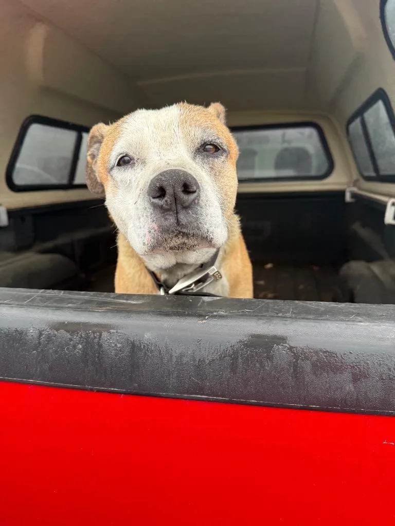 A senior medium-sized male Boxer dog named Ragnar for adoption in Auburn, IN