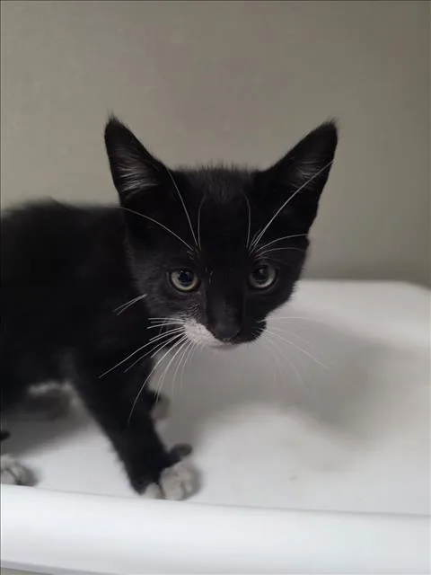 A baby small-sized female Domestic Short Hair cat named Flower for adoption in Tracy, CA