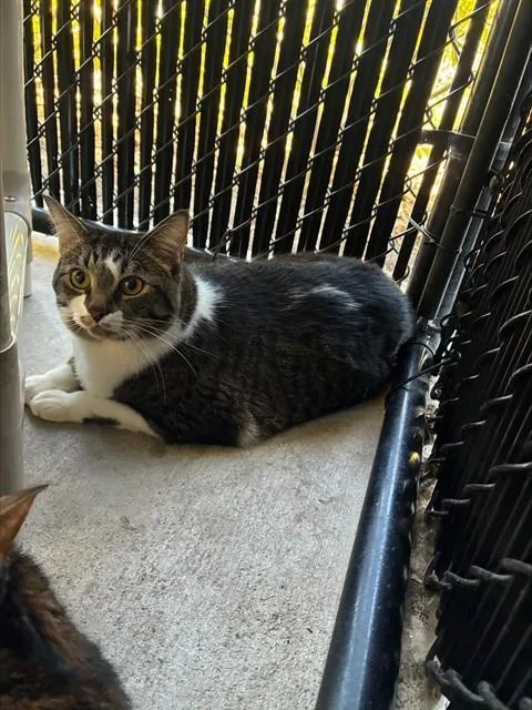 A young large-sized female Domestic Short Hair cat named Kisses for adoption in Palmetto, FL