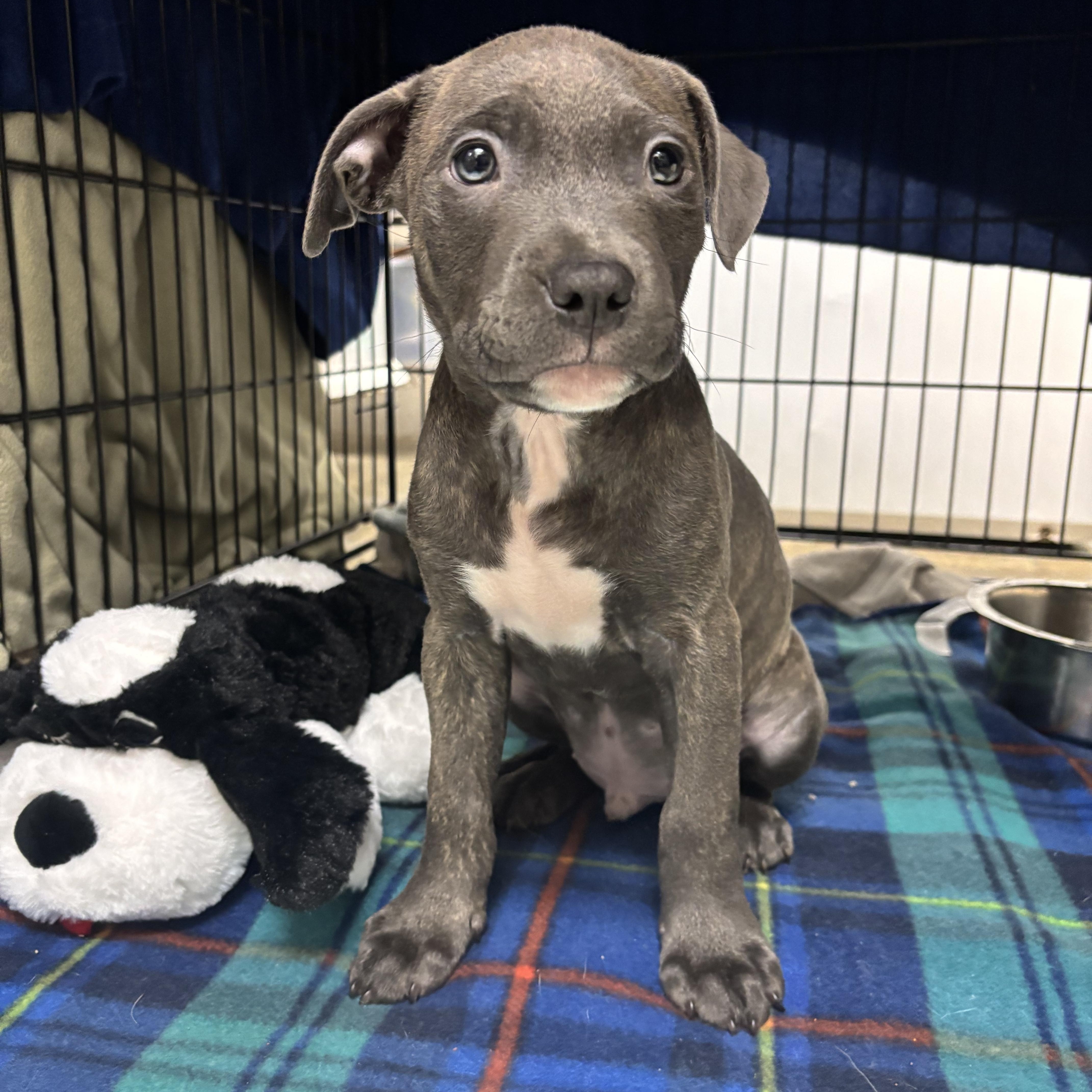 A baby large-sized male Pit Bull Terrier dog named Inky for adoption in Collierville, TN