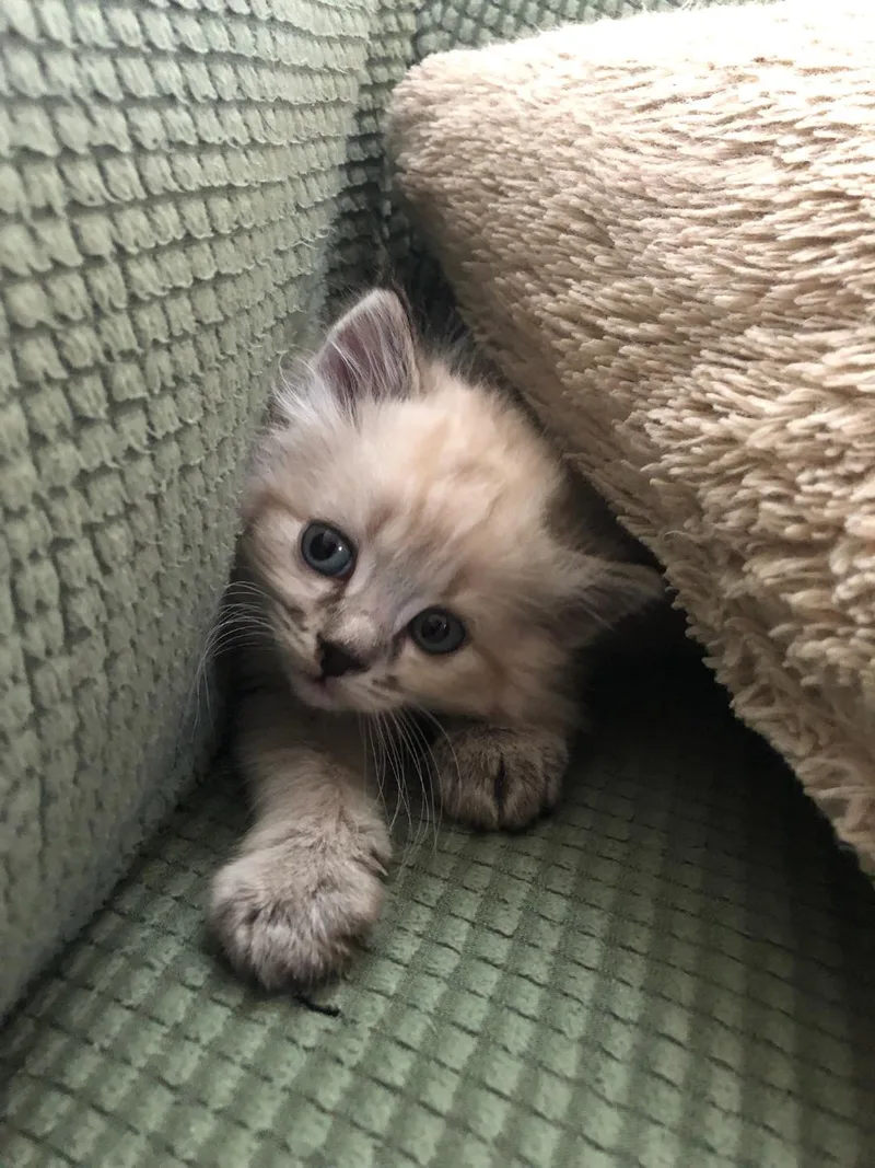 A baby medium-sized male Blue Point Himalayan cat named Buster for adoption in East Brunswick, NJ