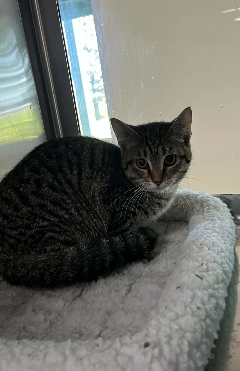 A young medium-sized male Tiger cat named Nate for adoption in Austin, MN