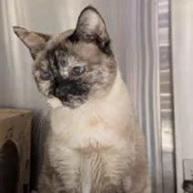 An adult medium-sized female Black & White / Tuxedo Domestic Short Hair cat named Quartz for adoption in Edwardsville, IL