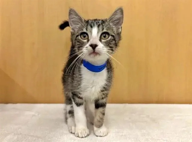 A baby small-sized male Domestic Short Hair cat named Manhattan for adoption in Saint Louis, MO