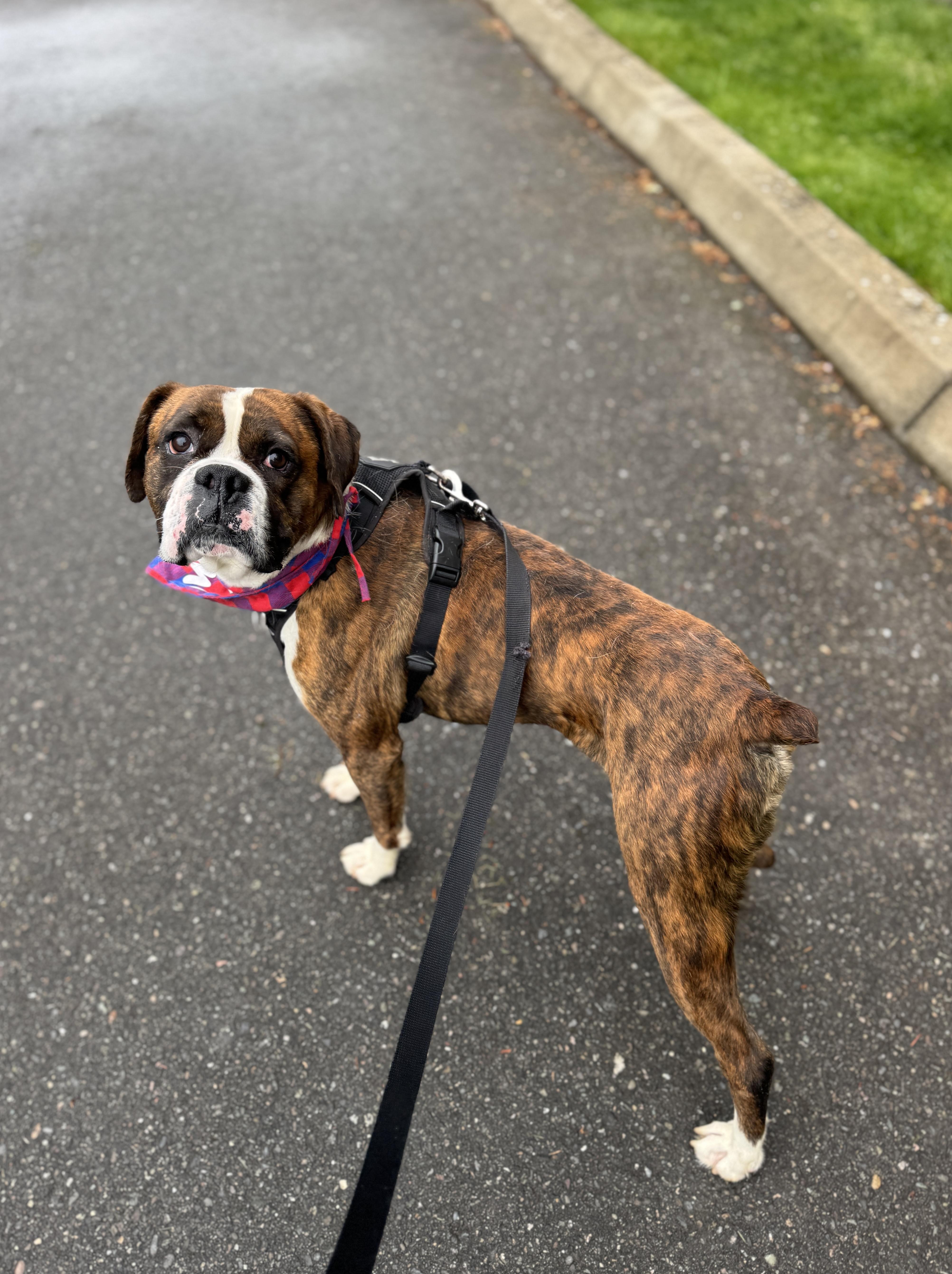 Phoenix thumbnail 2