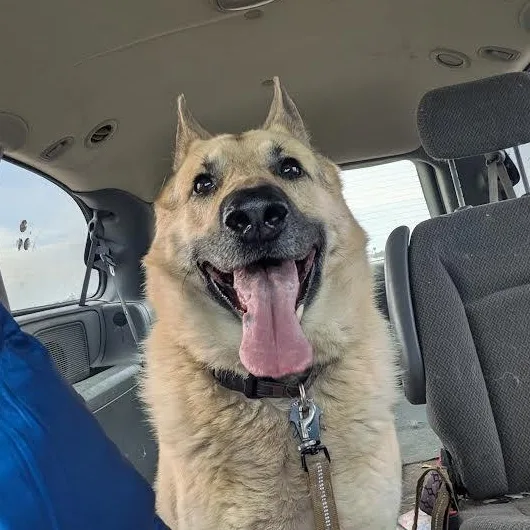 An adult medium-sized male Apricot / Beige Anatolian Shepherd dog named Chase for adoption in Blue Earth, MN