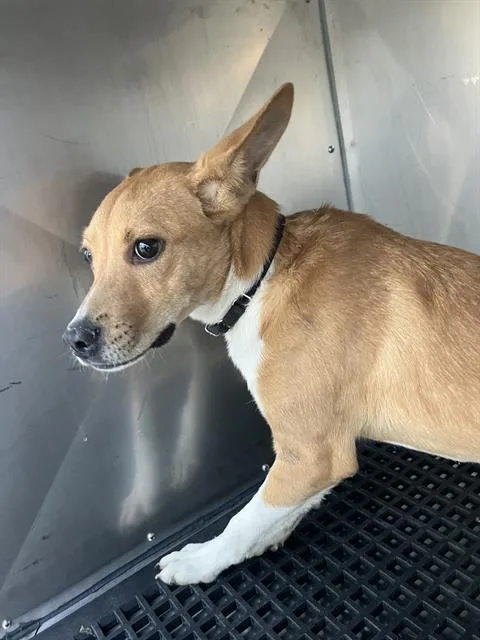 A young large-sized female Mixed Breed dog named Kala for adoption in Dallas, TX