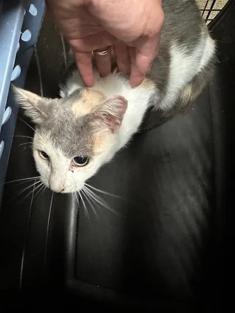 An adult large-sized female Domestic Short Hair cat named Pearl for adoption in Rome, GA