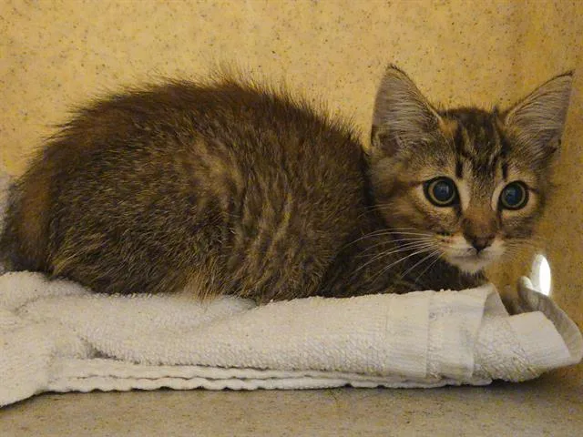 A baby small-sized male Domestic Short Hair cat named Tapioca for adoption in Tustin, CA