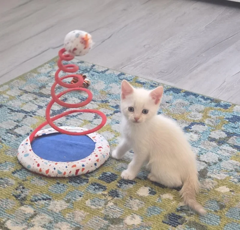Sir Fluffington thumbnail 2