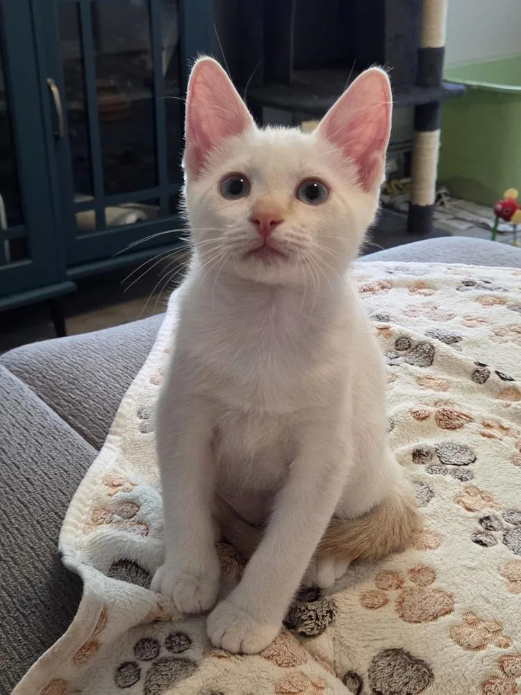 Sir Fluffington thumbnail 3