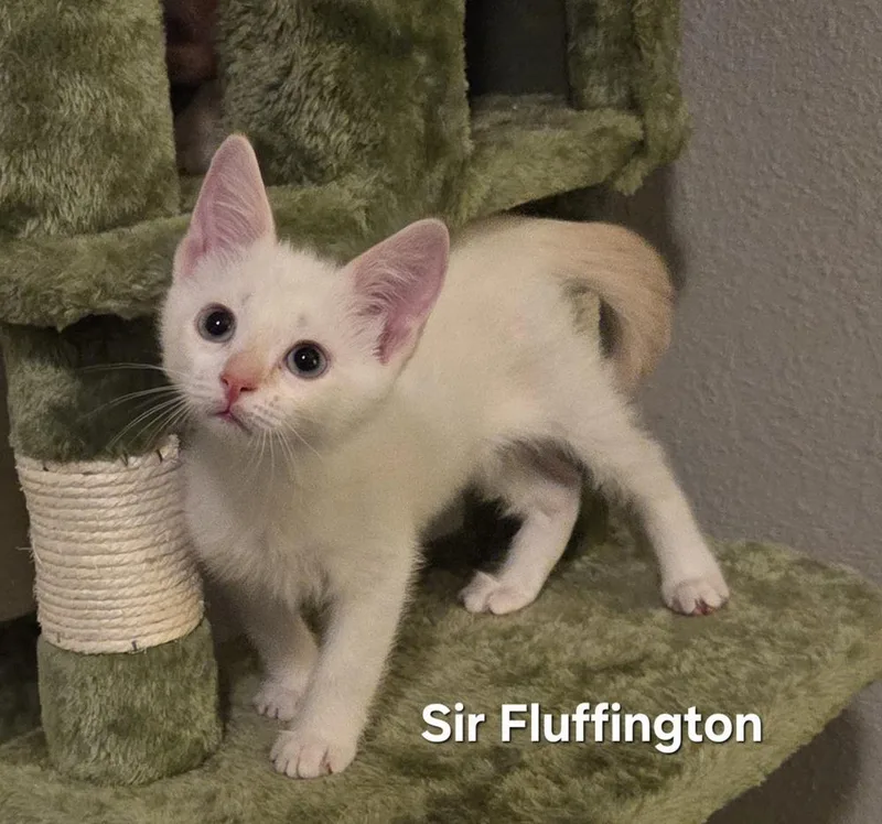 Sir Fluffington thumbnail 4