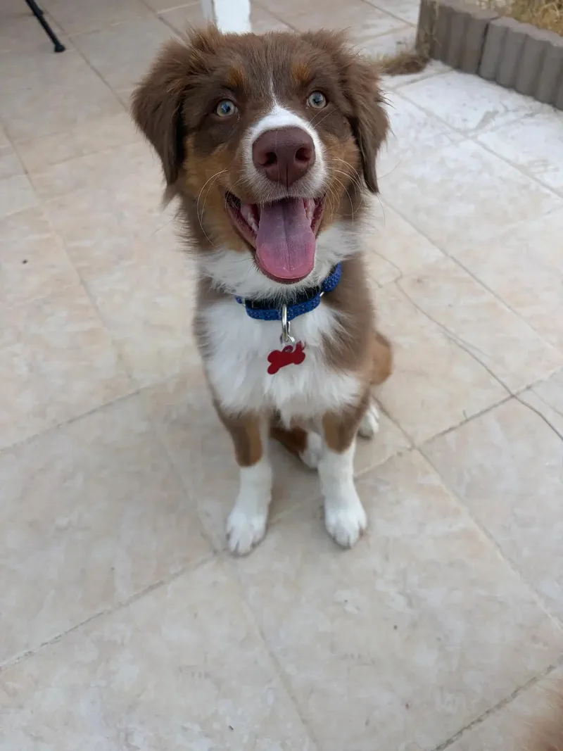 A baby medium-sized female Australian Cattle Dog / Blue Heeler dog named Toffee for adoption in Las Vegas, NV
