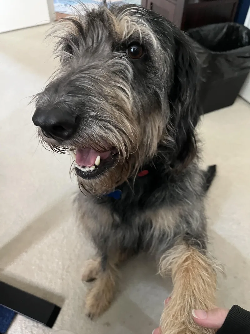 An adult medium-sized female Labradoodle dog named Diggle for adoption in McKinney, TX
