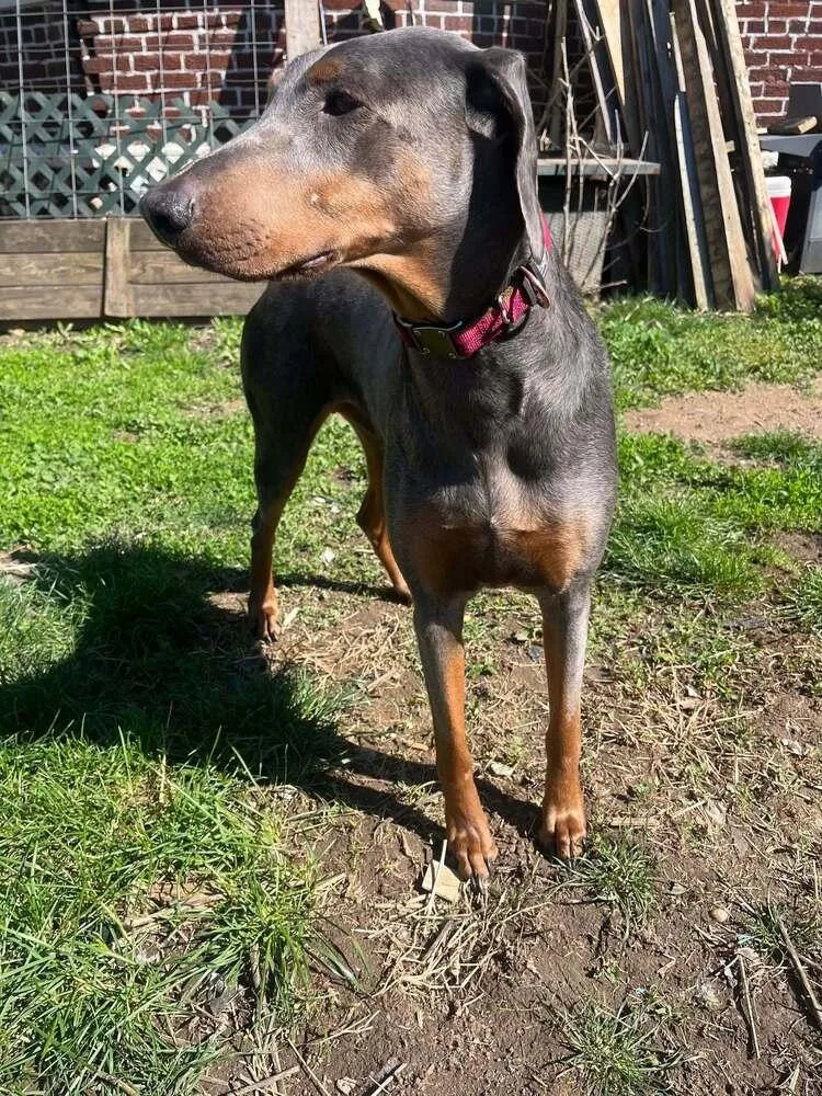 A senior large-sized female Doberman Pinscher dog named Sky for adoption in Waverly, OH