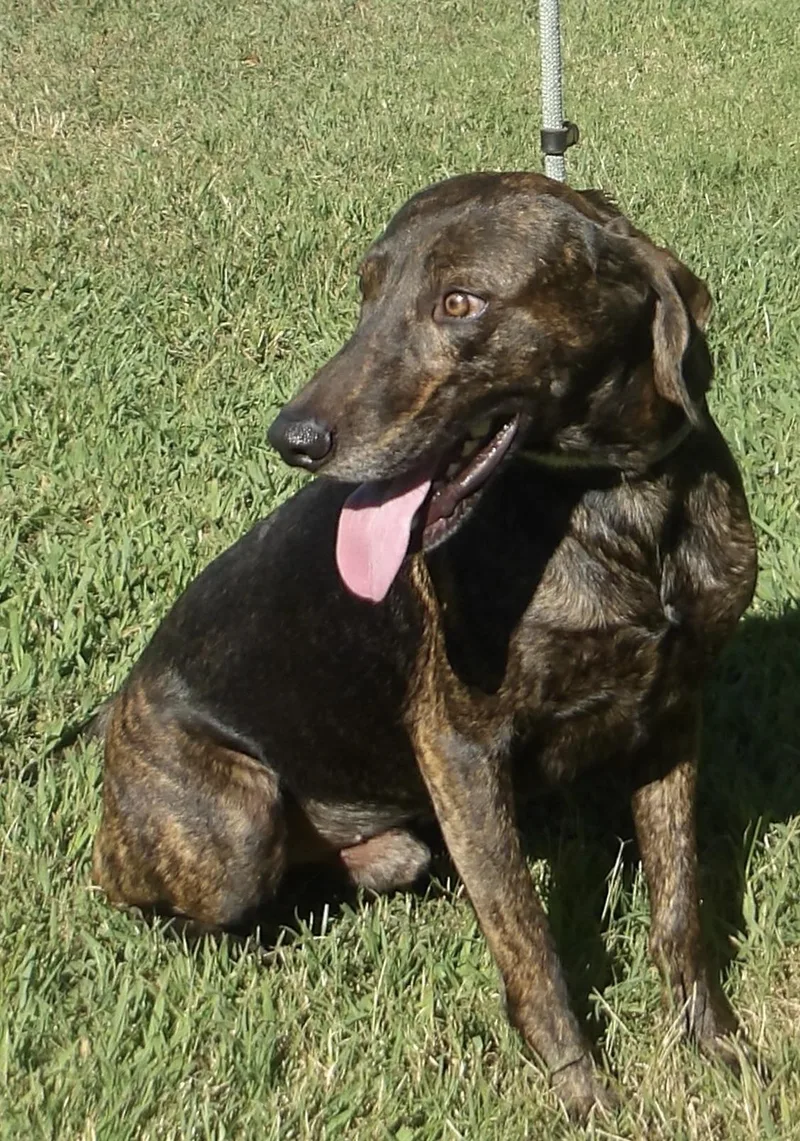 An adult medium-sized male Plott Hound dog named Toto for adoption in Gloucester, VA