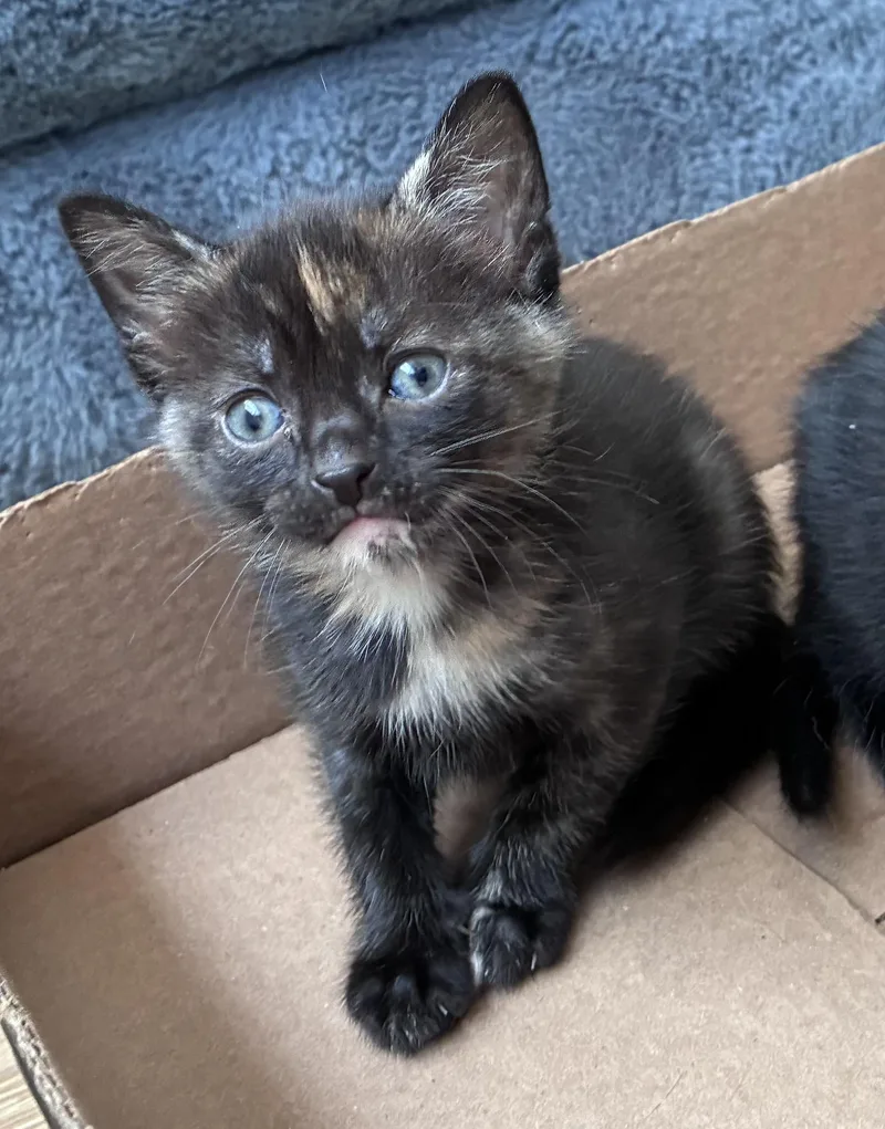 A baby small-sized female Tortoiseshell Domestic Short Hair cat named Vesper for adoption in New York, NY