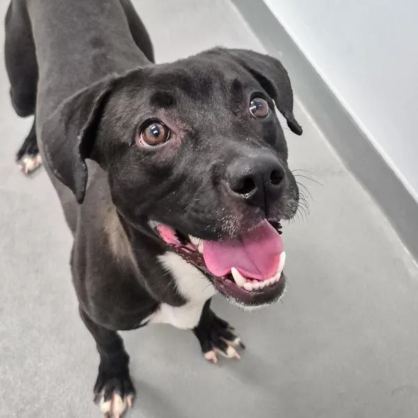 An adult medium-sized female Labrador Retriever dog named Rose for adoption in Des Moines, IA