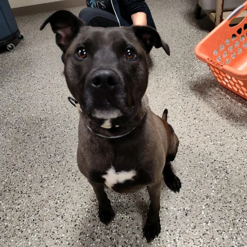 An adult large-sized female Brown / Chocolate Labrador Retriever dog named Pearl for adoption in Norfolk, NE