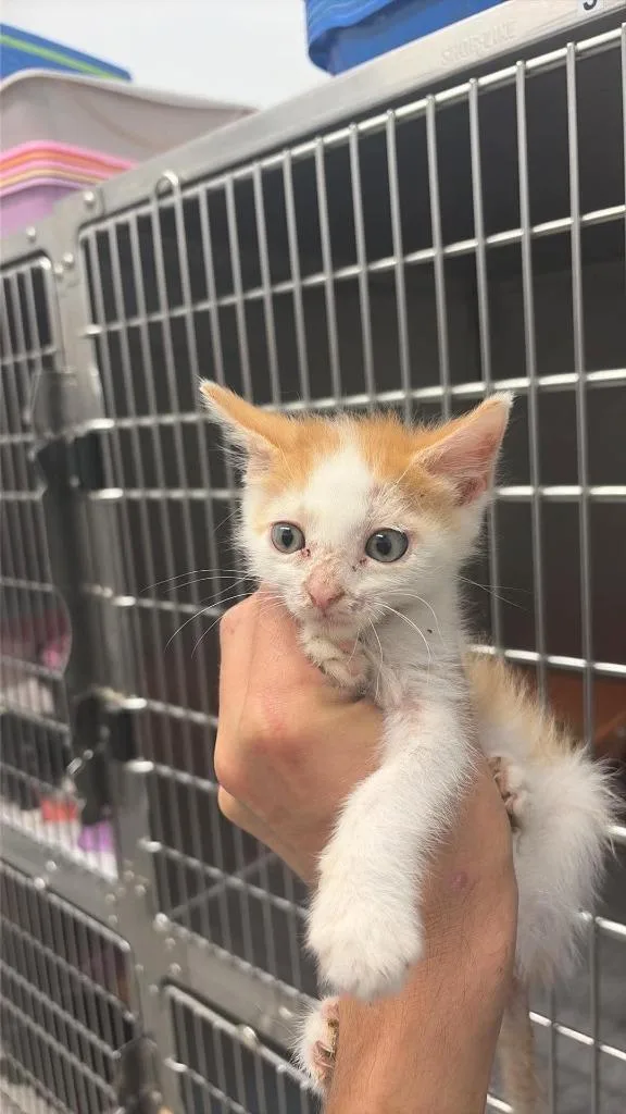 A baby medium-sized male Domestic Short Hair cat named Gabanna for adoption in Republic, MO