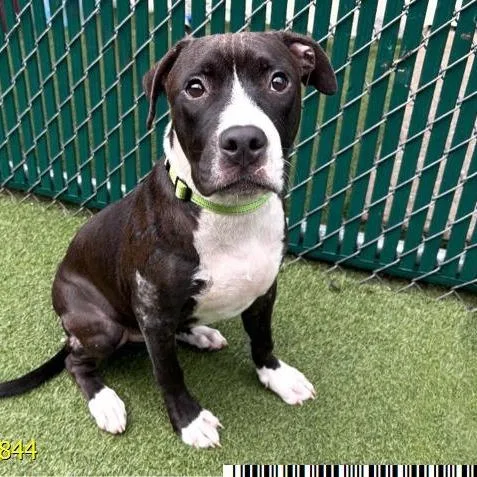 A young medium-sized male Mixed Breed dog named Ronin for adoption in West Palm Beach, FL
