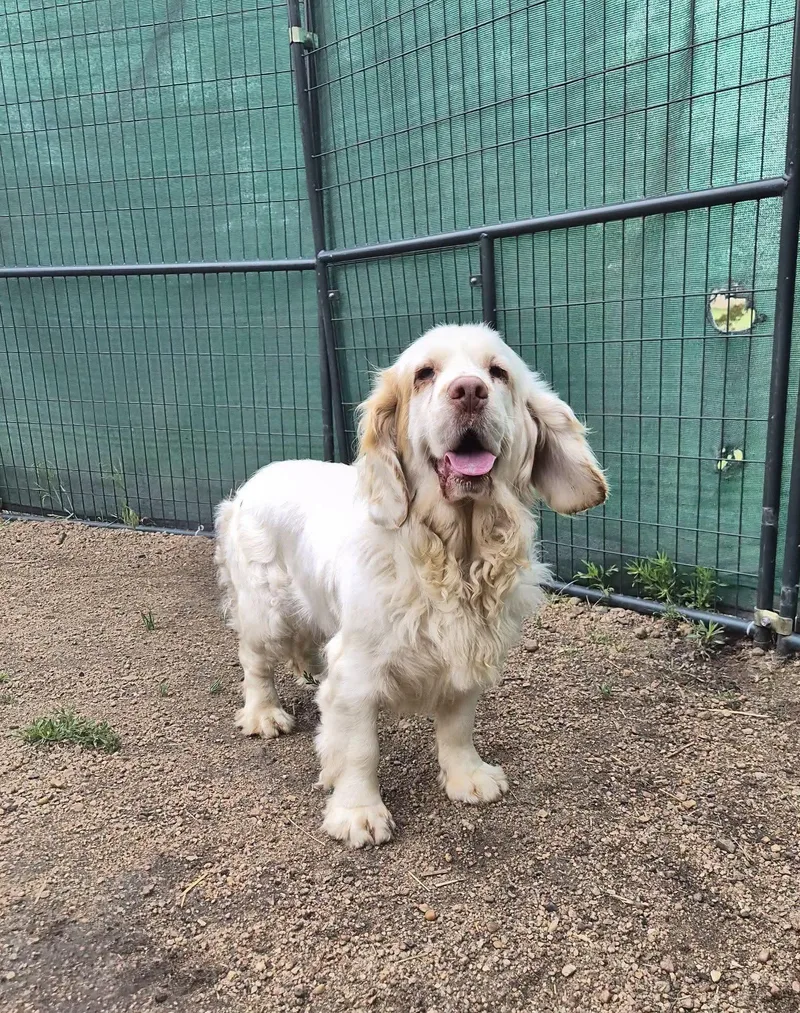 A young large-sized female White / Cream Clumber Spaniel dog named Nellie for adoption in Wedgefield, SC
